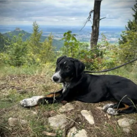 Modern Альбштадт